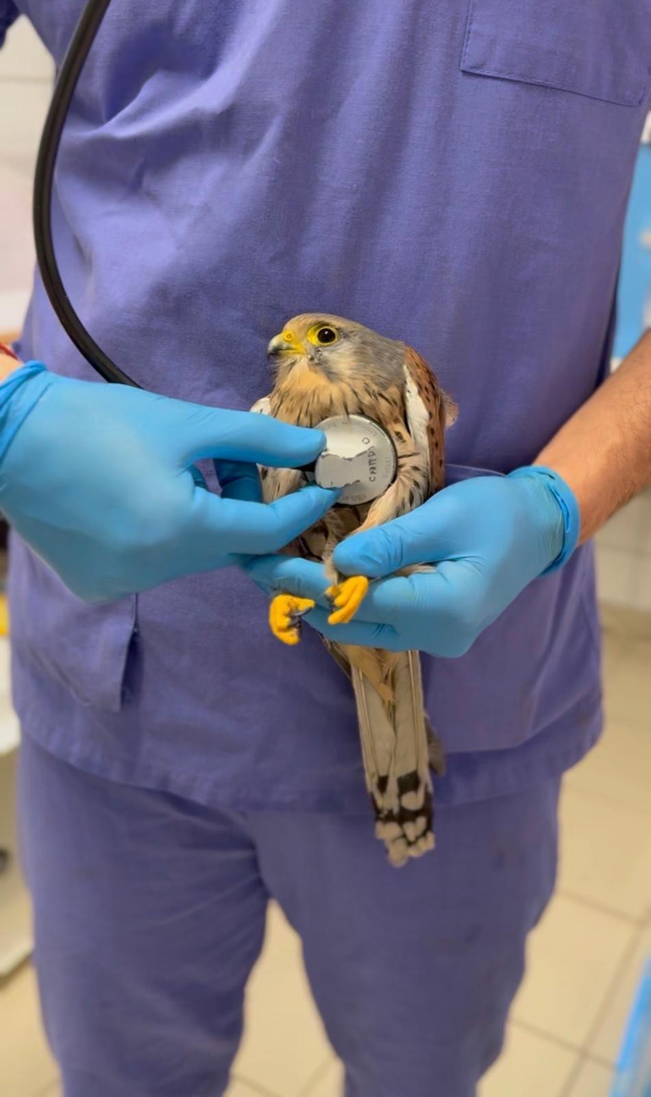 Auscultation d'un faucon crécerelle par l'équipe du centre