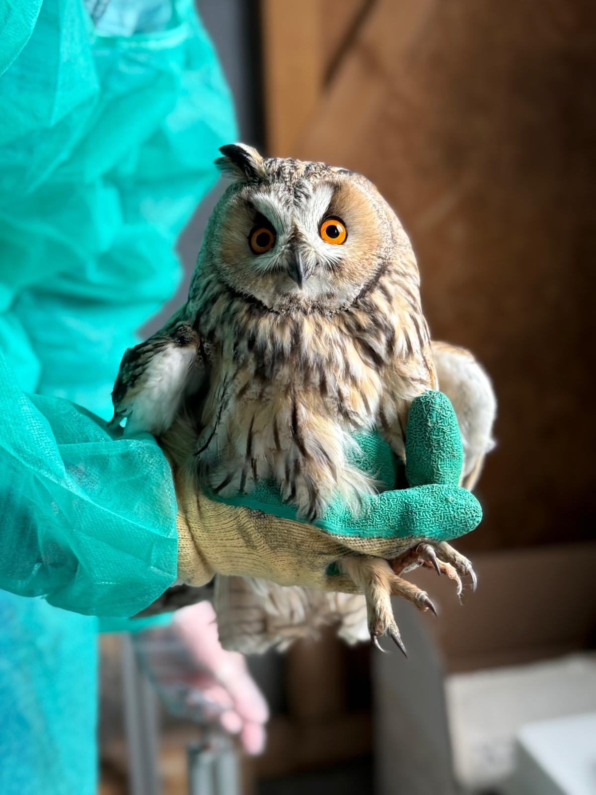Hibou moyen-duc pris en charge au centre de sauvegarde